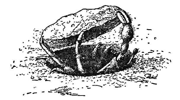 Fiddler crab closing a burrow with a plug of mud: Pearse (1912) image