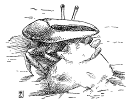 Fiddler crab creating a mud plug thumbnail