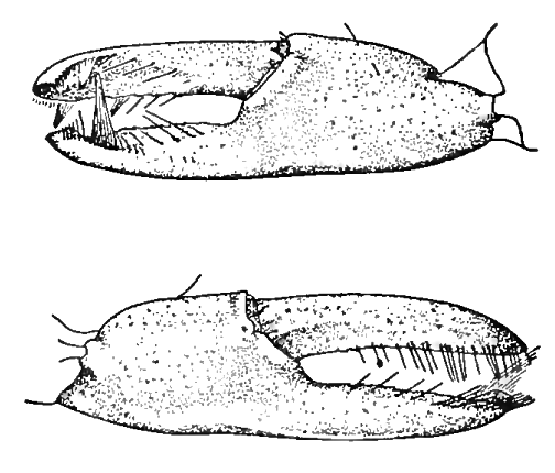 Uca longisignalis: Salmon & Atsaides (1968) image