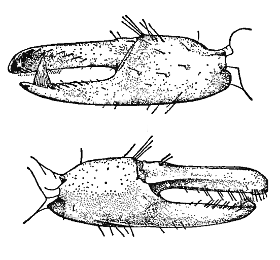 Uca virens: Salmon & Atsaides (1968) image
