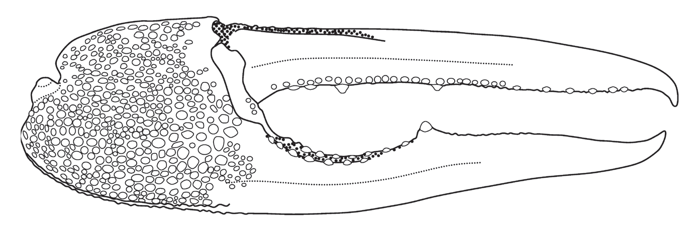 Tubuca alcocki: Shih <em>et al.</em> (2018) image