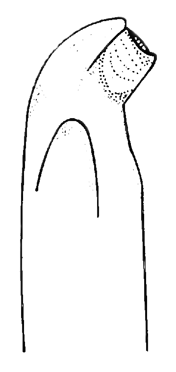 Uca marguerita: Thurman (1981) image