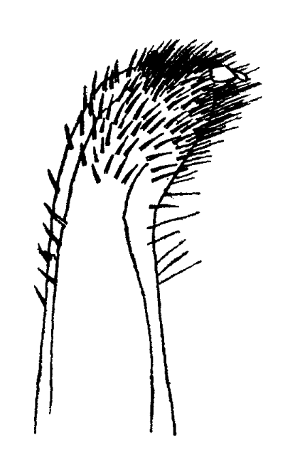 Uca rhizophorae: Tweedie (1950) image