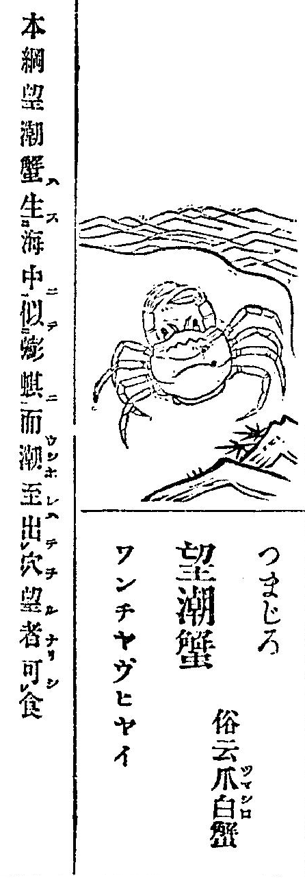 つまじろ, 望潮蟹: Ryōan (1712-1713) image