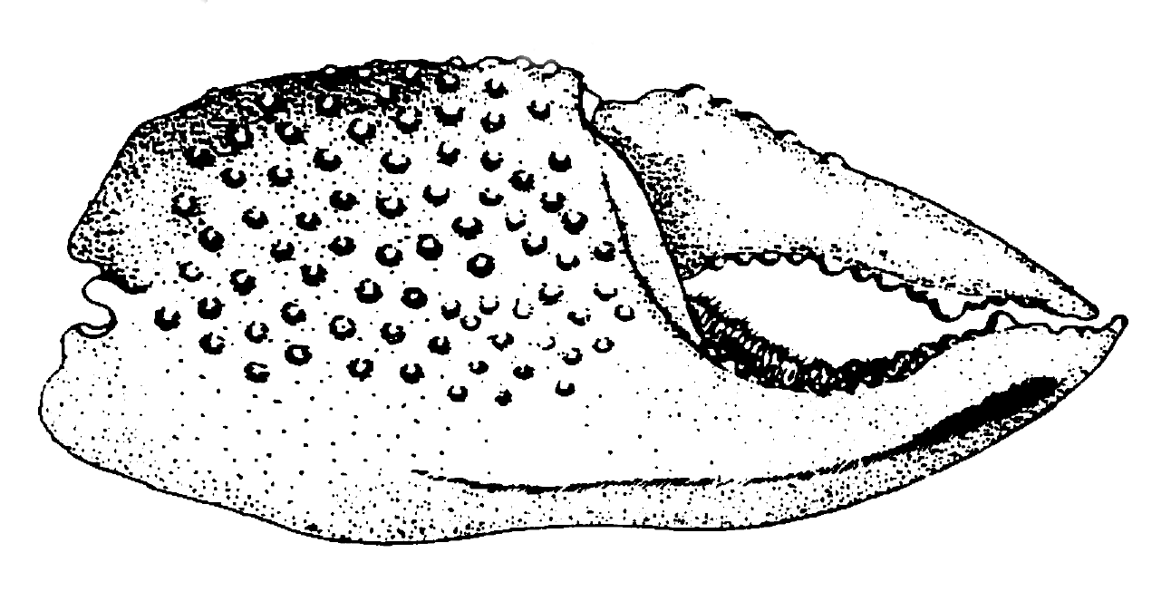 Uca major heteropleura: von Prahl (1981) image