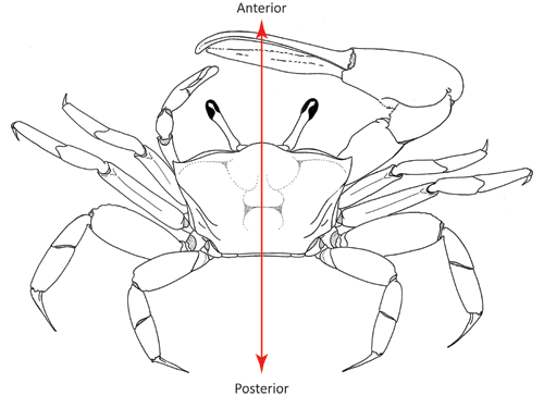 The anterior-posterior axis, when viewed from the ventral (top) side of the crab. Figure modified from Crane (1975).