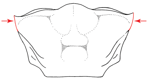 Illustration of the antero-lateral margins of the carapace from the dorsal view. Figure modified from Crane (1975).