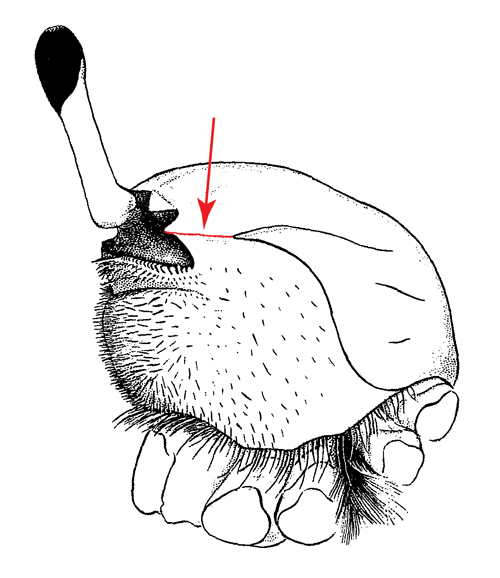 Illustration of the antero-lateral margin of the carapace from a side view. Figure modified from Crane (1975).