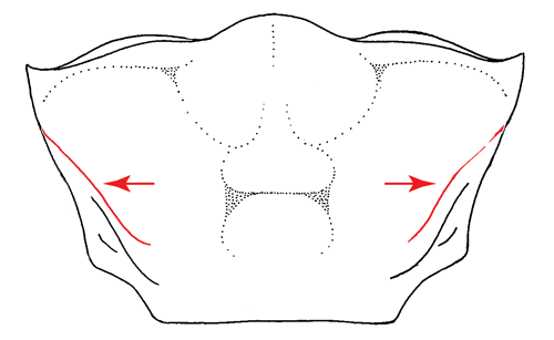 Illustration of the dorso-lateral margins of the carapace from the dorsal view. Figure modified from Crane (1975).