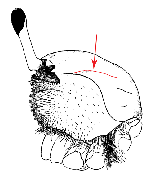 Illustration of the dorso-lateral margin of the carapace from a side view. Figure modified from Crane (1975).