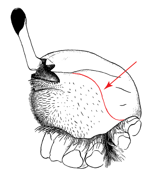 Illustration of the vertical-lateral margin of the carapace from a side view. Figure modified from Crane (1975).