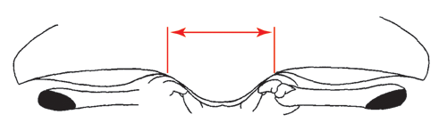 Illustration of the breadth of the front of the crab. Figure modified from Crane (1975).
