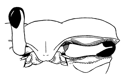 Example of a broad-front species, Uca terpsichores. Figure modified from Crane (1975).