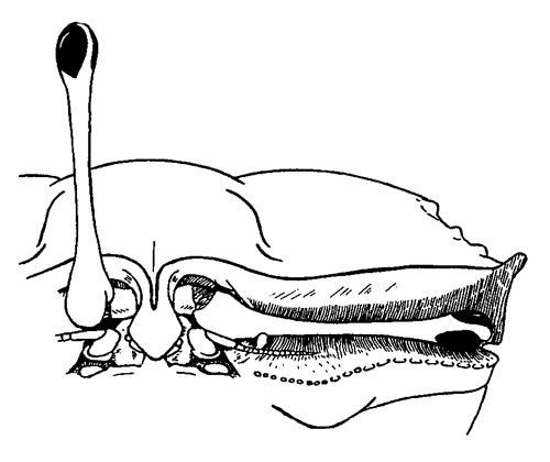 Example of a narrow-front species, Uca ornata. Figure modified from Crane (1975).