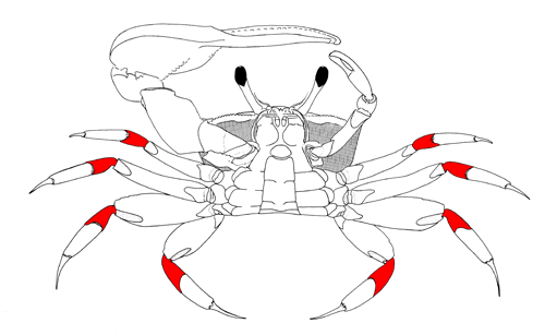 The carpuses of the eight walking legs, from the vental view of the crab. Figure modified from Crane (1975).