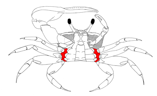 The coxa of the of the first through third pairs of walking legs, from the vental view of the crab. Figure modified from Crane (1975).