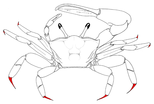 The dactyls of the eight walking legs, from the dorsal view of the crab. Figure modified from Crane (1975).