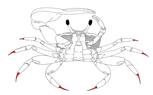 The dactyls of the eight walking legs, from the vental view of the crab. Figure modified from Crane (1975).