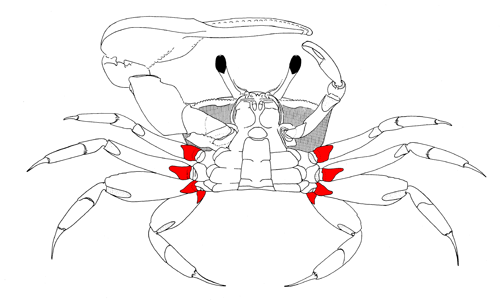 The ischium of the of the eight walking legs, from the vental view of the crab. Figure modified from Crane (1975).