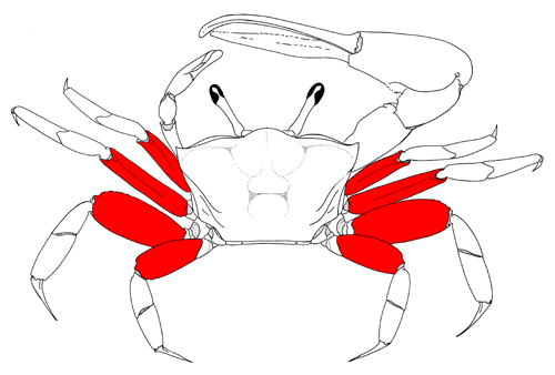 The meri of the eight walking legs, from the dorsal view of the crab. Figure modified from Crane (1975).