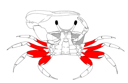 The meri of the eight walking legs, from the vental view of the crab. Figure modified from Crane (1975).