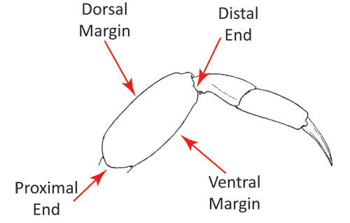 The parts of the merus, from a posterior view of a walking leg. Figure modified from Forest and Guinot (1961).