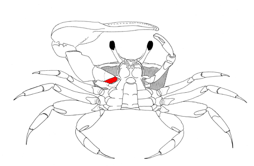 The basis of the major cheliped, from the ventral view of the crab. Figure modified from Crane (1975).