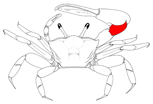 The carpus of the major cheliped, from the dorsal view of the crab. Figure modified from Crane (1975).