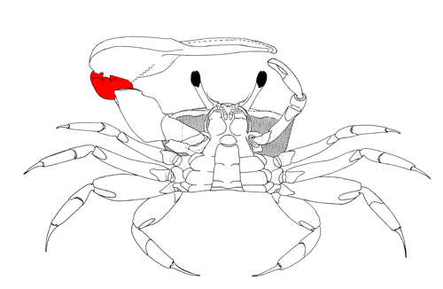 The carpus of the major cheliped, from the vental view of the crab. Figure modified from Crane (1975).