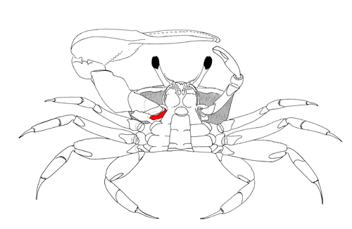 The coxa of the of the major cheliped, from the vental view of the crab. Figure modified from Crane (1975).