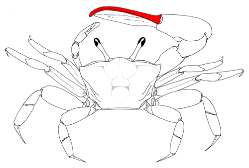 The dactyl of the major cheliped, from the dorsal view of the crab. Figure modified from Crane (1975).
