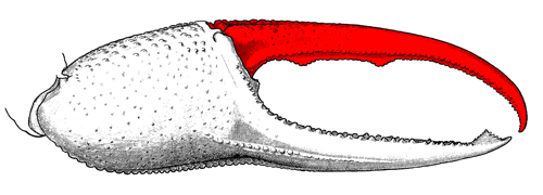The dactyl of the major cheliped, from the exterior view of the claw (strictly speaking, the posterior surface of the claw if the limbs are spread). Figure modified from Crane (1975).