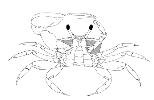 The basis of the minor cheliped, from the ventral view of the crab. Figure modified from Crane (1975).