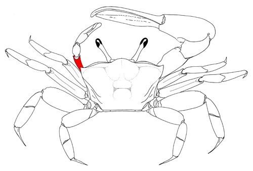 The merus of the minor cheliped, from the dorsal view of the crab. Figure modified from Crane (1975).