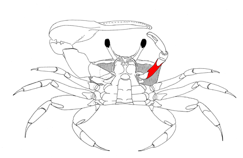 The merus of the minor cheliped, from the vental view of the crab. Figure modified from Crane (1975).