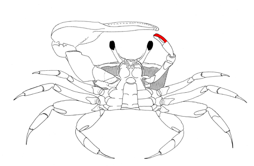 The pollex of the minor cheliped, from the vental view of the crab. Figure modified from Crane (1975).