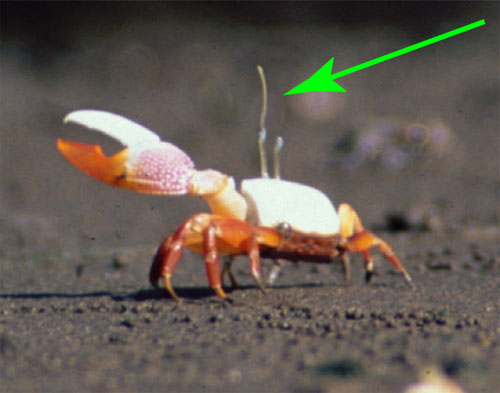 A male Uca stylifera, with a long style (indicated by the arrow) coming out of the left eye (always on the same side as the major claw). Photo by Michael S. Rosenberg.