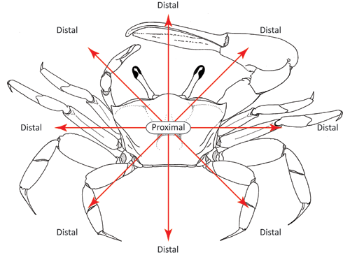 Illustration of the proximal-distal axis. Figure modified from Crane (1975).