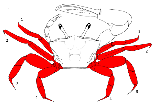 The walking legs of the crab. The numbers refer to the pair, starting with the first (most anterior) pair and ended with the fourth (most posterior) pair. Figure modified from Crane (1975).