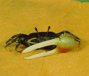 Tubuca elegans photo