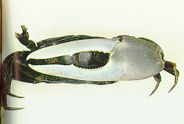 Tubuca longidigitum photo