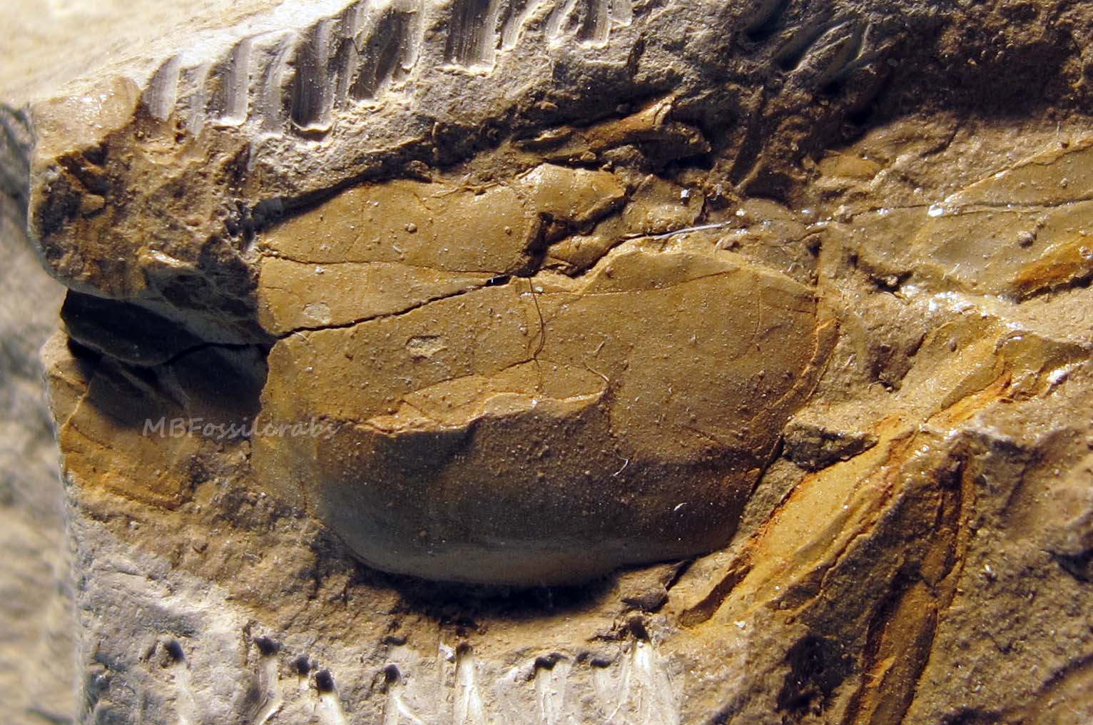 Afruca miocenica photo