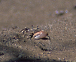 Leptuca tenuipedis photo