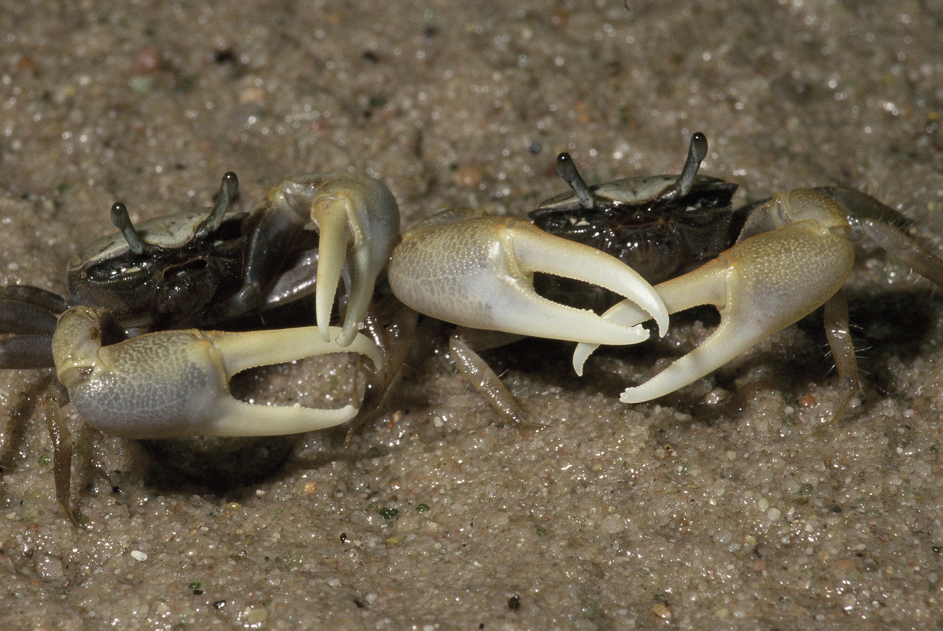 Double-clawed males