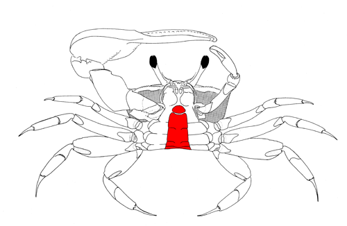 The abdomen from a ventral view of the crab. Figured modified from Crane (1975).