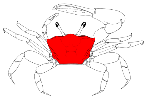 The carapace from a dorsal view of the crab. Figured modified from Crane (1975).