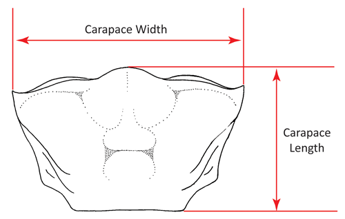 Illustration of carpace width and length. Figure modified from Crane (1975).
